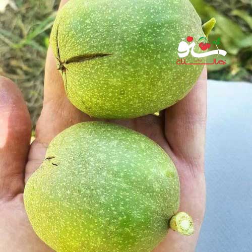 نهال گردو فرنور