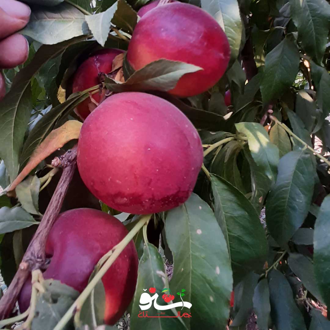 تصویر شلیل رد گلد از باغات اشنویه