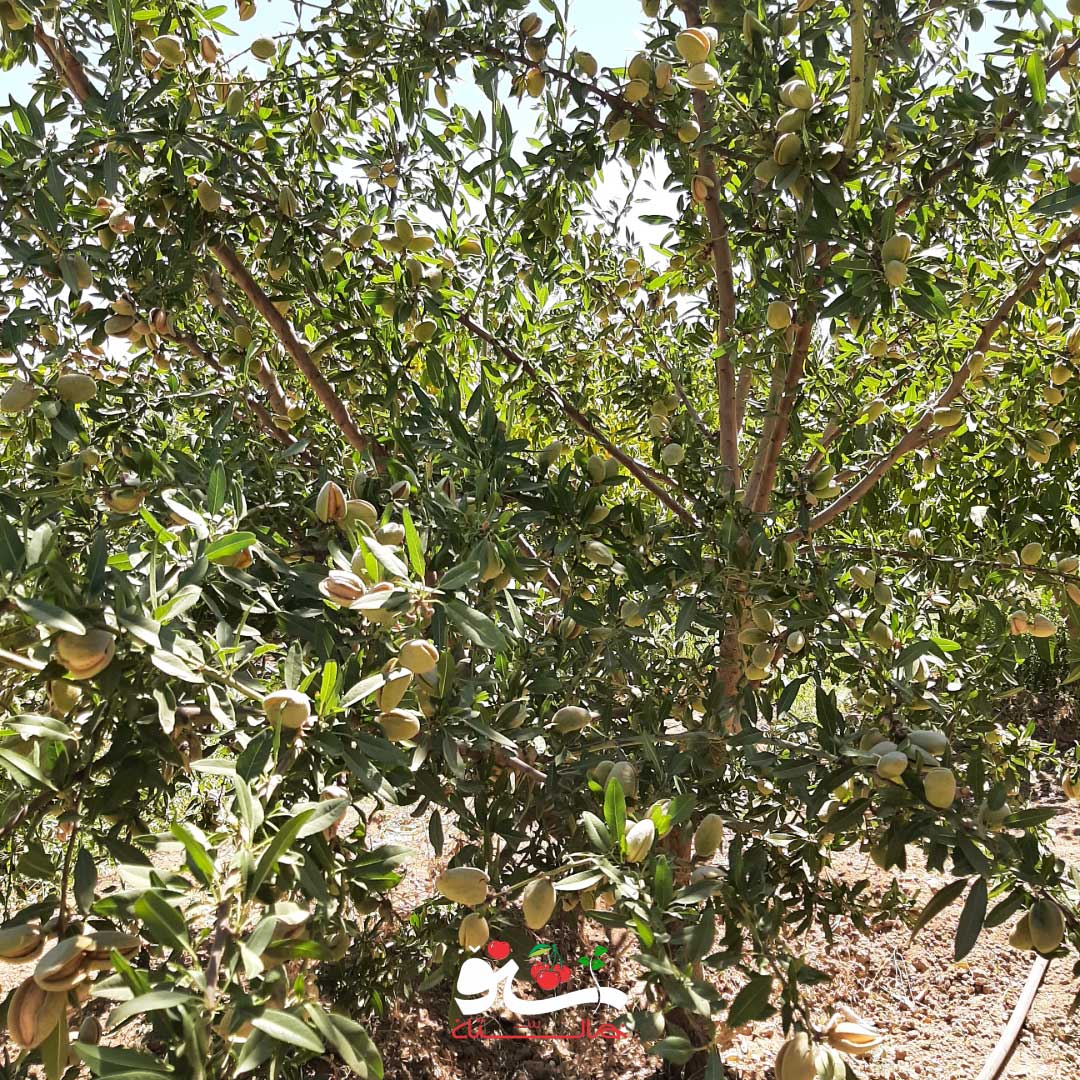 باردهی چشمگیر درخت بادام تونو چهار ساله.