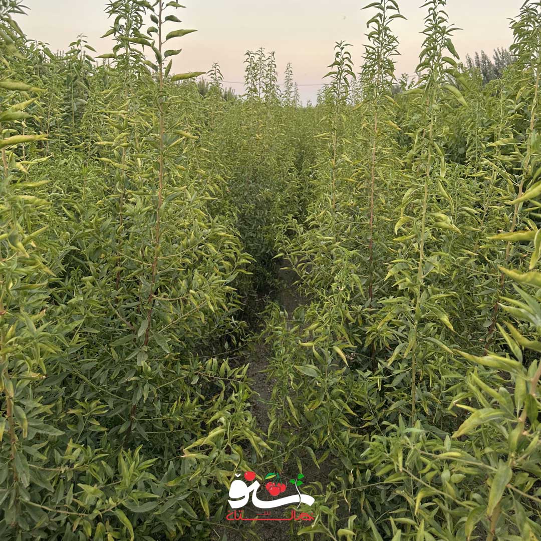 بخش نهال های بادام در سایت شماره 2 نهالستان شنو (اشنویه)